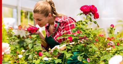 Нежелательное соседство: какие растения нельзя сажать рядом с розами