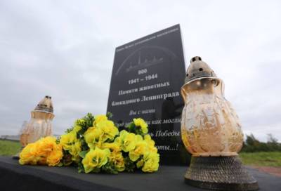 Памятник животным блокадного Ленинграда установят в Петербурге