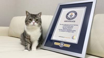Курьез: в Японии смешной кот попал в книгу рекордов Гиннесса