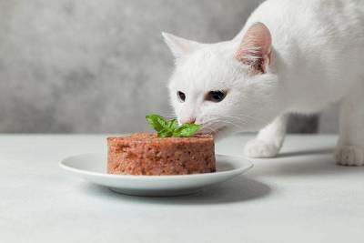 Кошка и веганская диета: что говорит наука