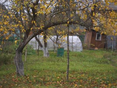 Подпорки для веток деревьев и кустов – какие бывают и как сделать самому