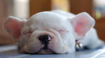 Приятное пробуждение: щенок вмиг проснулся, когда прямо под носом учуял вкусняшку (Видео)