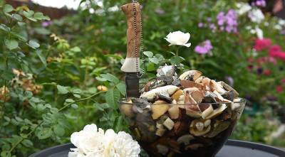 Грибной сезон стартовал: самые вкусные лесные грибы и рецепты с ними - skuke.net