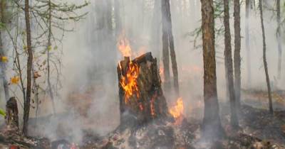 В Якутии приговорили рыбака после крупного лесного пожара