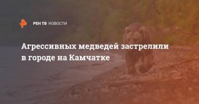 Агрессивных медведей застрелили в городе на Камчатке
