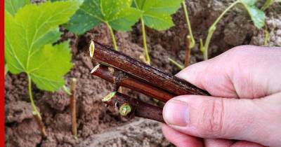 Сажаем смородину осенью: правила и советы опытных садоводов