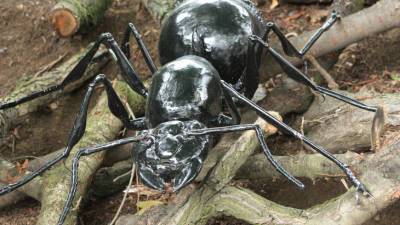 Ученые раскрыли секрет прочности челюстей муравьев