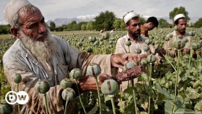 Комментарий: Что общего у "Талибана" и мексиканских наркокартелей