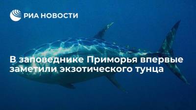 В заповеднике Приморья впервые заметили редкого для российских вод экзотического тунца