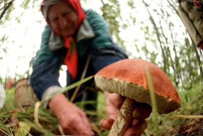 В Ярославской области сложился «грибной Бермудский треугольник»