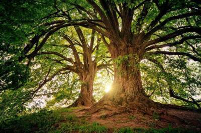 Каждый третий вид деревьев находится под угрозой исчезновения — ученые