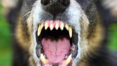 Хозяйка двух собак привлечена к административной ответственности за нарушение ветеринарного законодательства