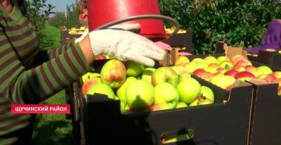 «Зима действительно морозная была». Узнали, как в Беларуси идёт сбор яблок и какой в этом году урожай