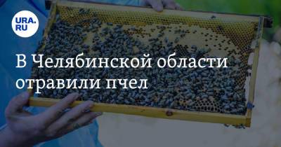 В Челябинской области отравили пчел