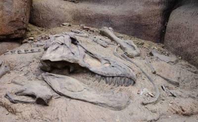 В Узбекистане найдены останки "царя динозавров". Его назвали Ulughbegsaurus uzbekistanensis