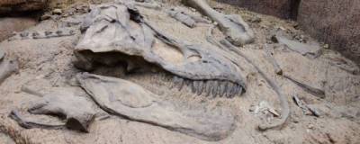 Ученые из Университета Цукубы назвали узбекскую окаменелость новым видом тираннозавров