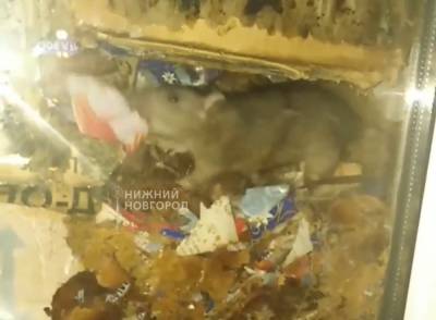 Бегающих среди посылок крыс обнаружили очевидцы в почтовом отделении в Сарове