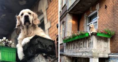 Милый пёс просто сидел на балконе, а стал главной достопримечательностью Гданьска. Его оценили даже выше Лувра