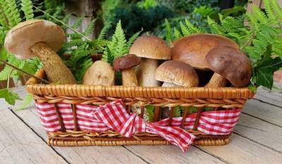 Украинцам разрешат собирать грибы в Белоруссии