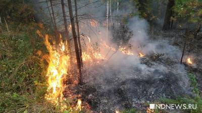 Свердловская область опустилась на второе место в стране по числу лесных пожаров