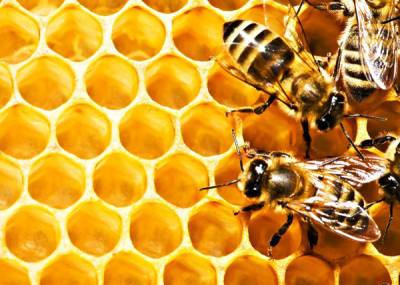 В Челябинской области массово погибли пчелы после обработки полей пестицидами