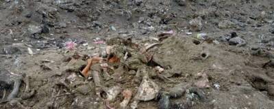 В Омске с незаконных скотомогильников вывезли 1,2 тонны костей и черепов