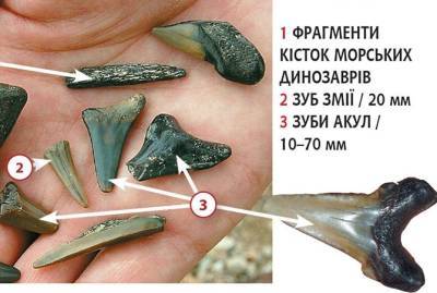 В Киевской области нашли кости динозавра
