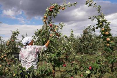 Более 15 тысяч тонн яблок собрали в Липецкой области