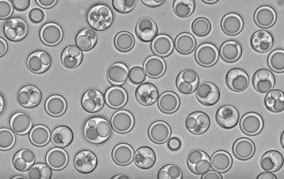 Ученые создали искусственную "клетку-пылесос"