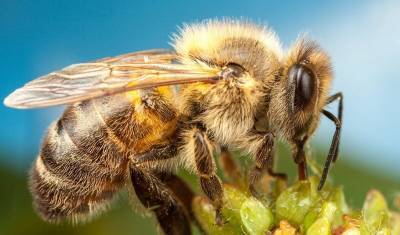В Челябинской области предприятие оштрафуют за гибель пчел