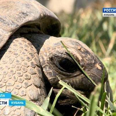 Сухопутных черепах Московского зоопарка перевезли в зимние вольеры