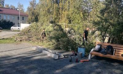 Деревья рубят в двух парках Петрозаводска