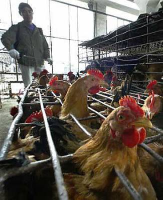 В Челябинской области еще в одном населенном пункте ввели карантин по птичьему гриппу