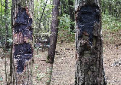 «Как будто сатанисты вершили свой шабаш»: москвичи сообщили о выжженных деревьях в Жулебинском лесу