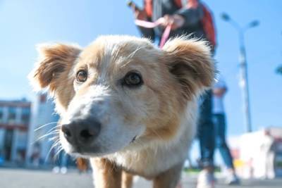 Собаки и люди Твери пробегут в поддержку бездомных животных