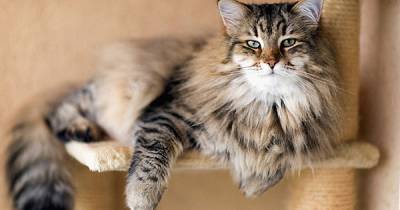 Ученые узнали, почему некоторые кошки становятся полосатыми
