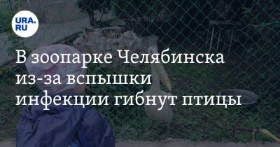 В зоопарке Челябинска из-за вспышки инфекции гибнут птицы