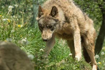 Волки в старорусской деревне растерзали почти два десятка собак