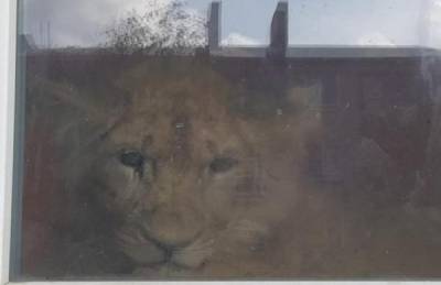 Заточённого в квартире урюпинского льва временно оставили у владельца