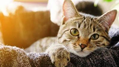 Ученые изучили тысячи кошек и выделили 7 черт характера