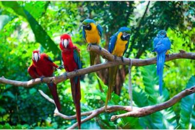 Площадь клюва австралийских попугаев выросла на 4 – 10 % с 1871 года по мере повышения температуры Земли
