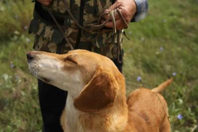 В Астраханской области сезон охоты на дичь продлен до конца января
