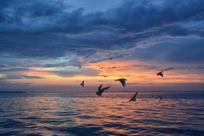 Птицы продумывают маршрут, чтобы не уставать при перелетах через океан