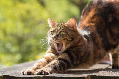 Ученые из США узнали, почему у многих кошек полосатая окраска и мира