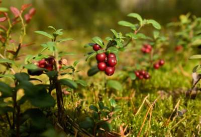 Жители Ленобласти сдали в заготовительные пункты более 30 тонн ягод
