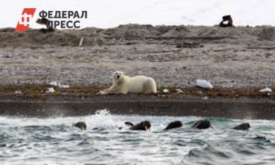 «Роснефть» помогает сохранить популяции моржей и белых медведей