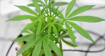В Италии планируют легализовать выращивание марихуаны