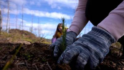 На Колыме высаживают деревья в рамках экологической акции «Сохраним лес»
