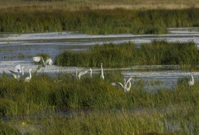 Стаю больших белых цапель заметили в Нижне-Свирском государственном заповеднике – фото