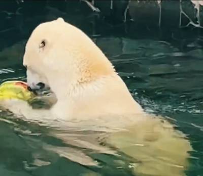 Медведица Хаарчаана из Ленинградского зоопарка полакомилась сочным арбузом — видео